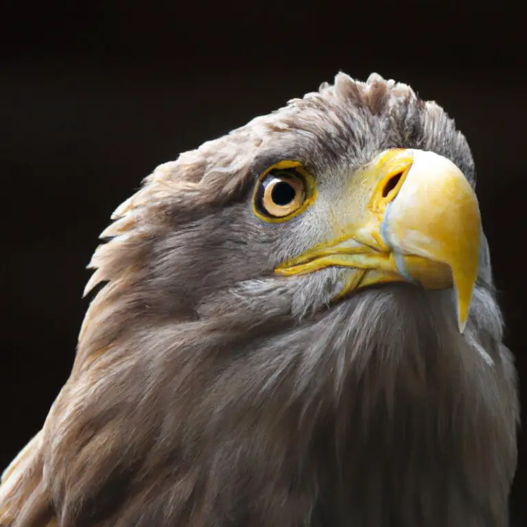 Seeadler und Fisch.