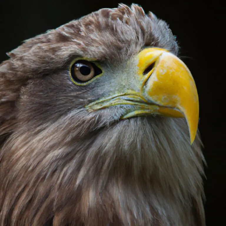 Seeadler und Fischadler.