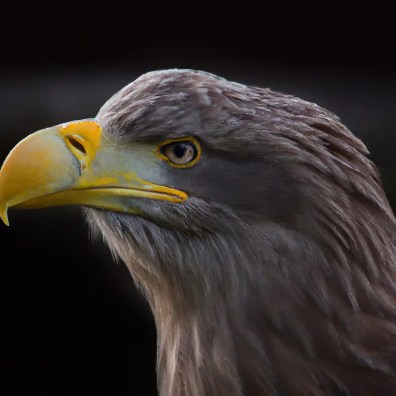 Seeadler und Fische.