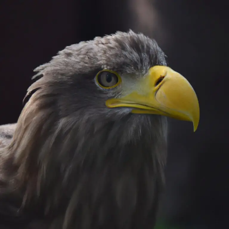 Seeadler und Kaiseradler.