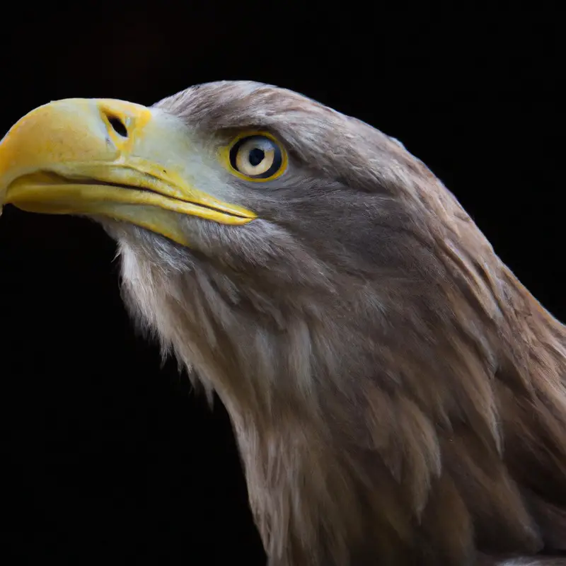 Seeadler und Rabe.