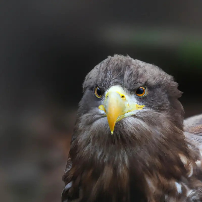 Seeadler und Steinadler.