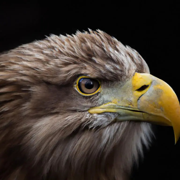 Seeadler und Steinadler.