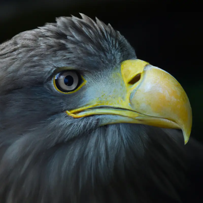 Seeadler und Vögel.