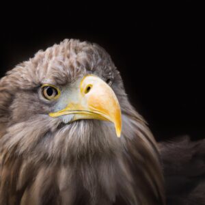 Seeadler und Vögel.