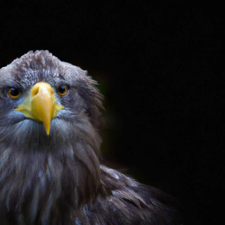 Seeadler und Wespenbussard.