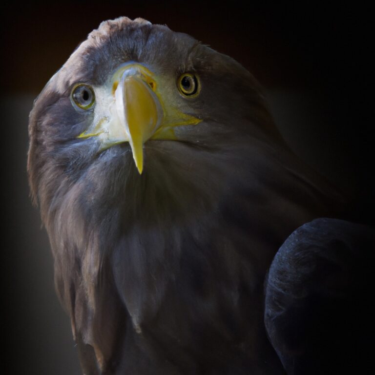 Seeadler verlassen Brutplatz.