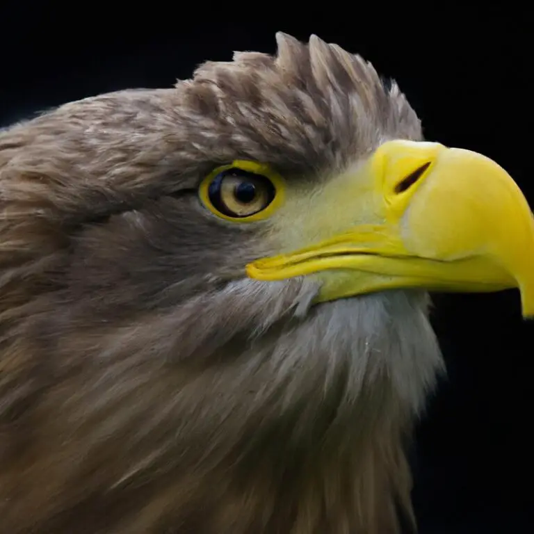 Seeadler verlassen Nistplatz.