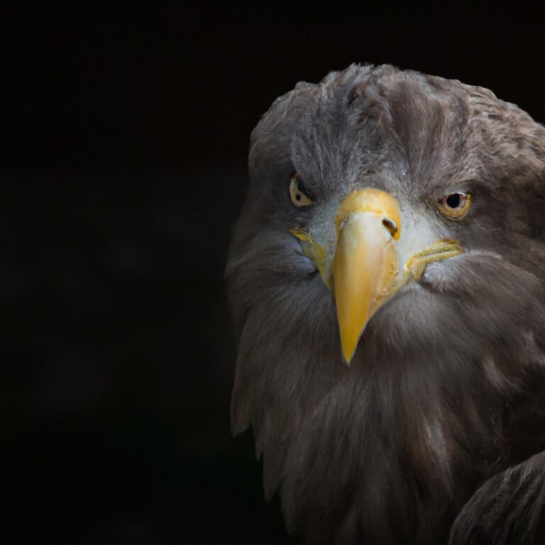 Seeadlerpaar auf Ast