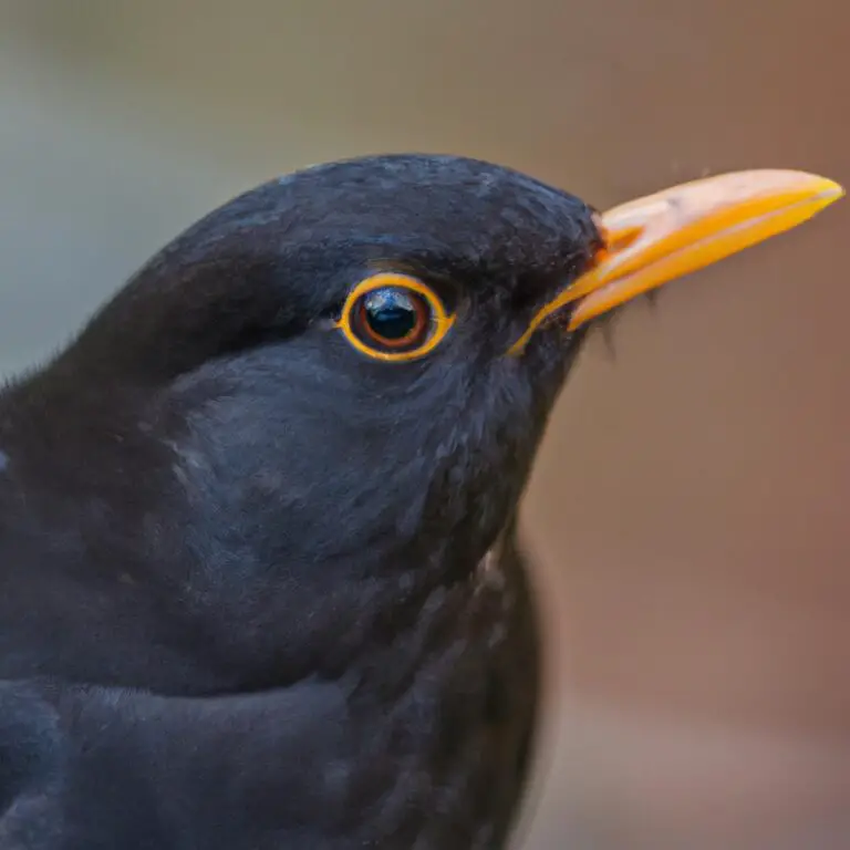 Städtische Amsel.