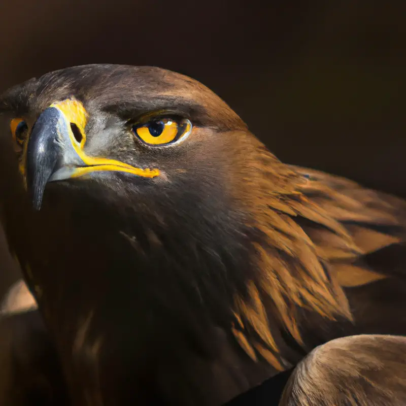 Steinadler Mahlzeit.