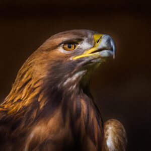 Steinadler fliegen.