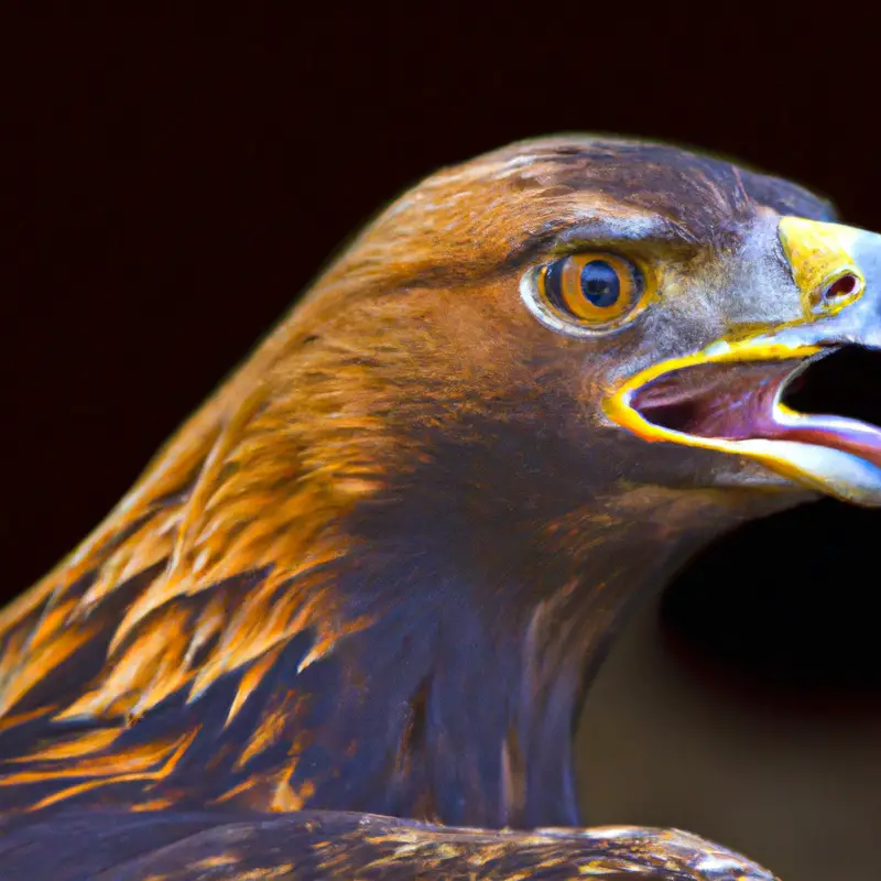 Steinadler fliegen.