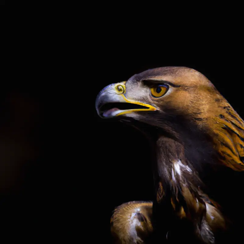 Steinadler in Gefahr.