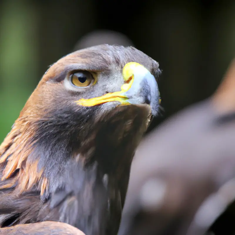 Steinadler schützen.