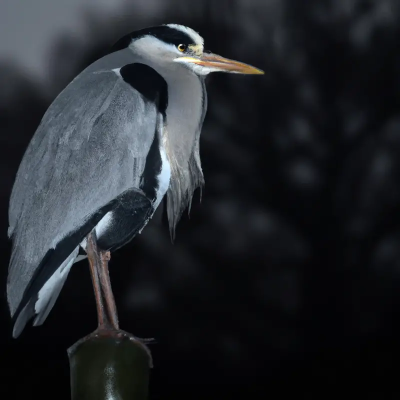 Südwestasiatische Vogel.