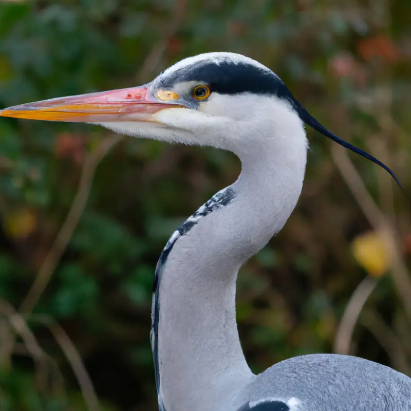 Tauchvogel atmen