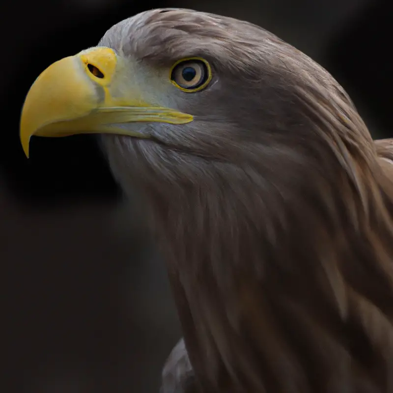 Territorialer Seeadler.