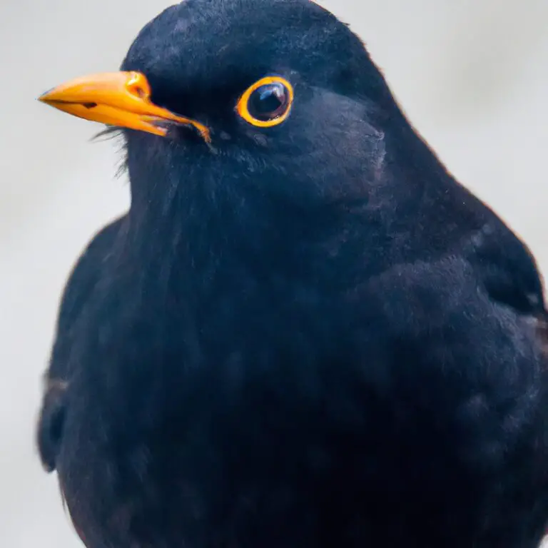 Umweltbelastung Amsel.