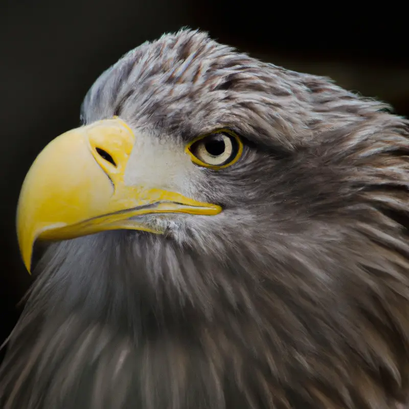 Verletzter Seeadler.