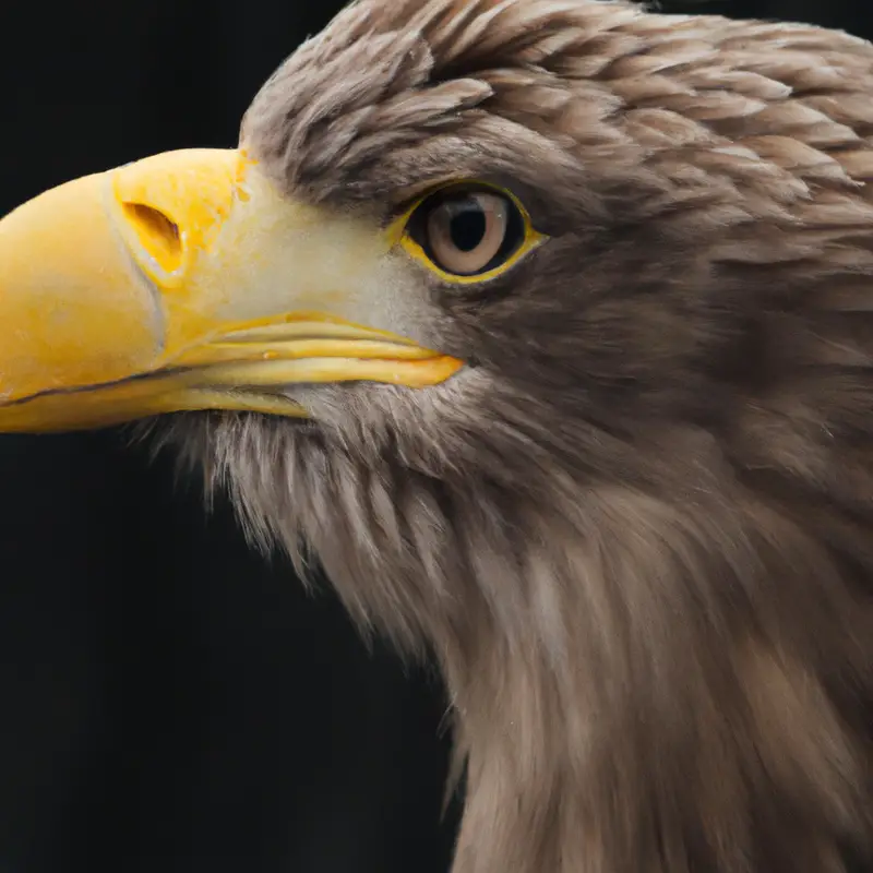 Verschmutzungsschäden, Adler.