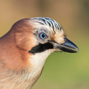 Vogelnest im Baum.