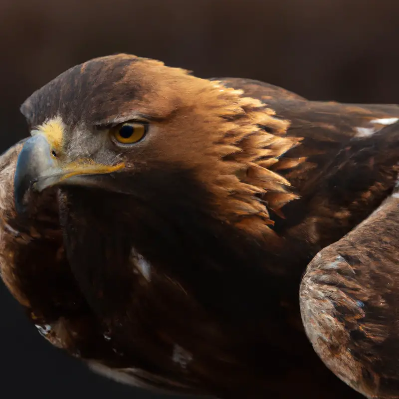 Winterfederkleid Steinadler