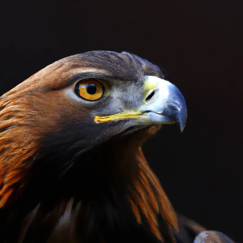 Winterjäger Steinadler