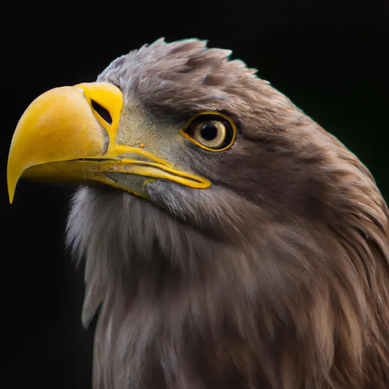 Winterlicher Seeadler.