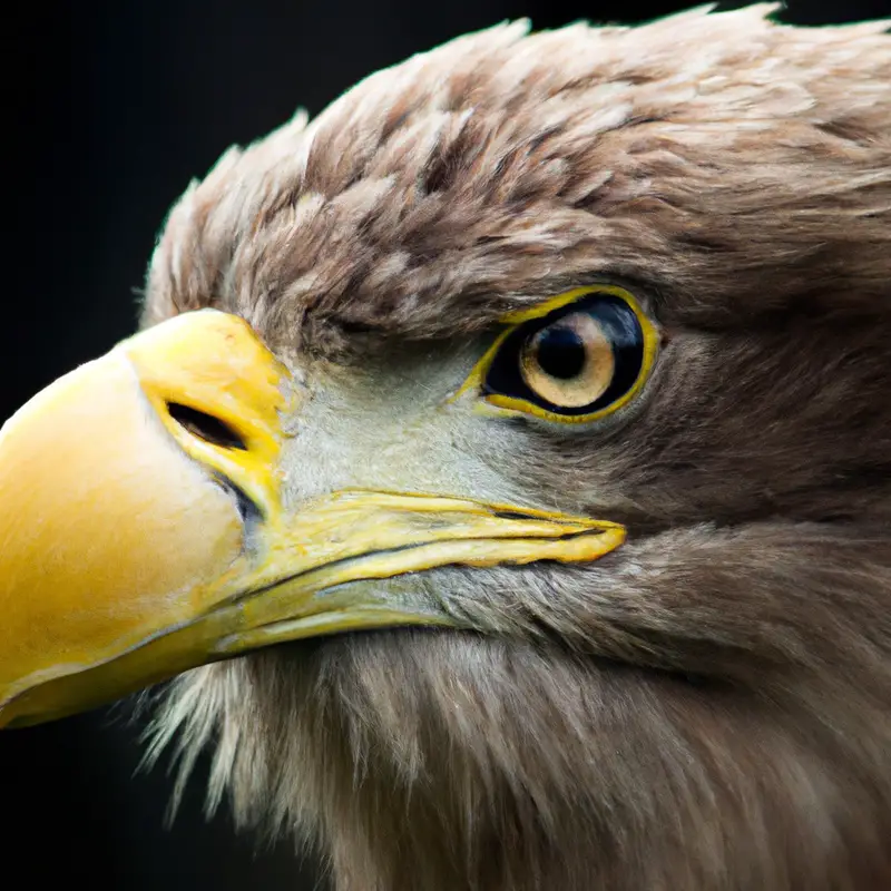 leerer Seeadler-Nistplatz