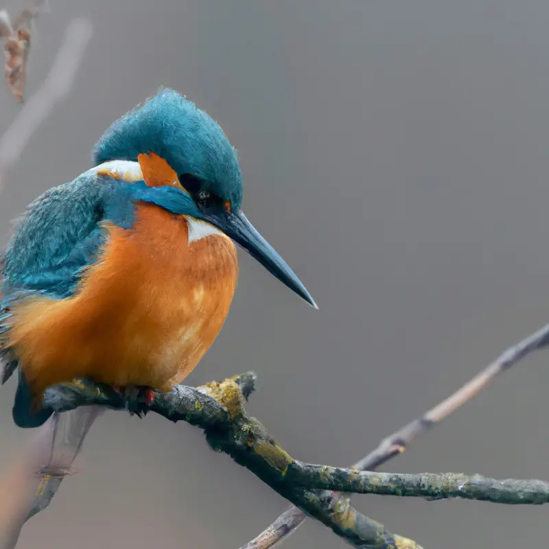 Bunter Flussvogel.