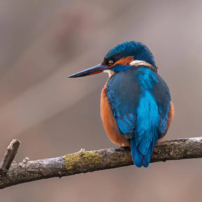 Bunter Wasservogel