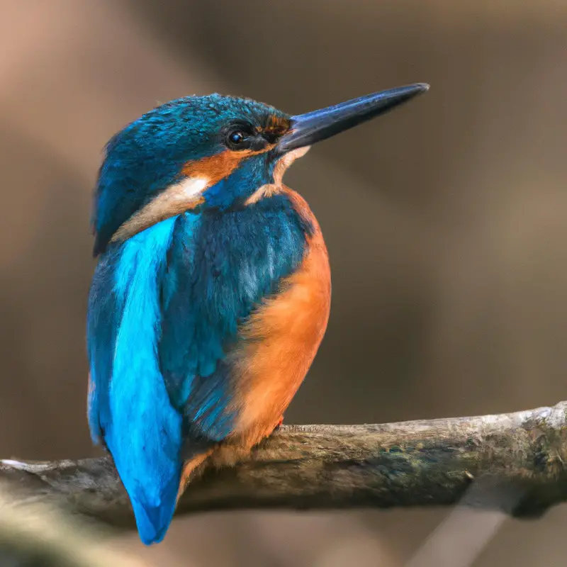 Eisblauer Vogel.