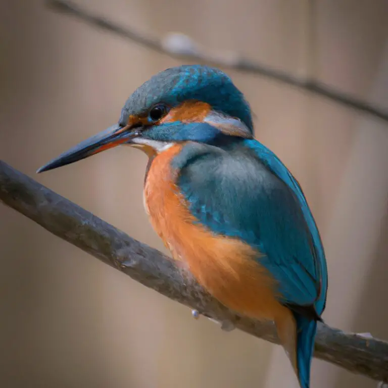 Eisvogel: Bunter Flussjäger.