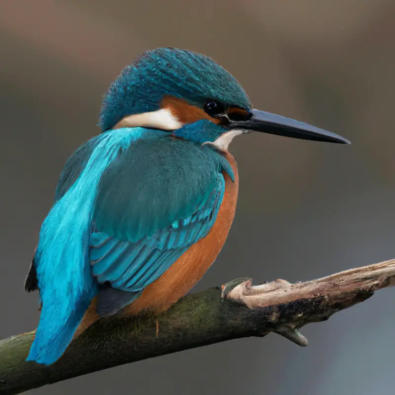 Eisvogel Eier: Farbenpracht.