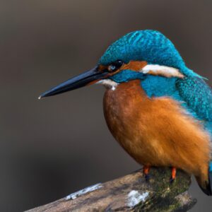 Eisvogel Fangen Beute.