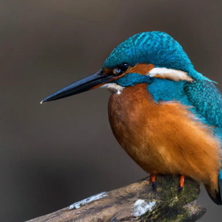 Eisvogel Fangen Beute.