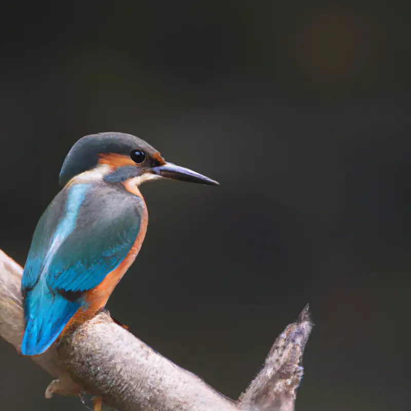 Eisvogel Interaktion.