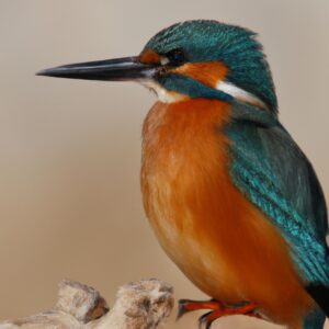 Eisvogel Nestbau.