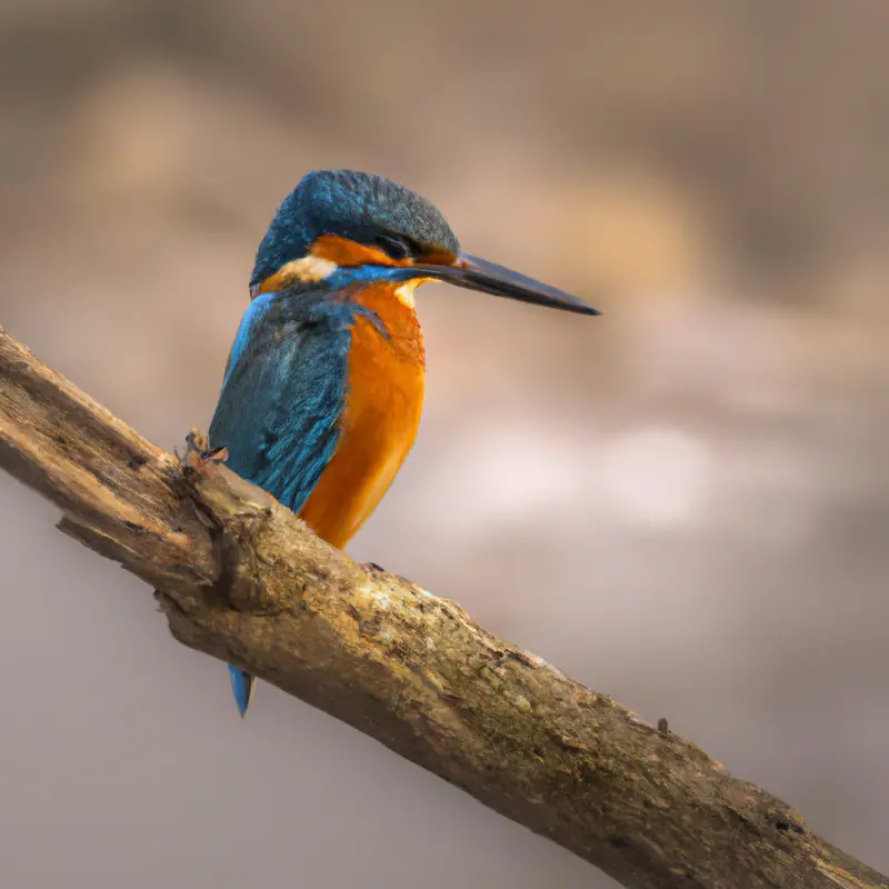 Eisvogel am Fluss.