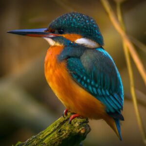 Eisvogel am Fluss