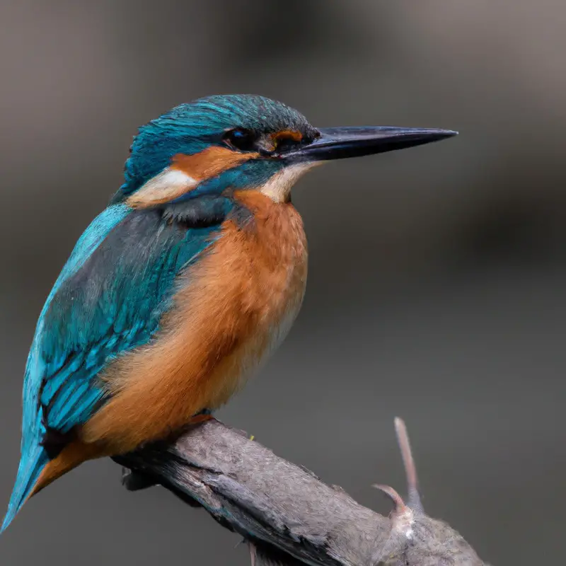 Eisvogel am Fluss.