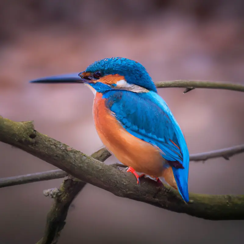 Eisvogel am Fluss.