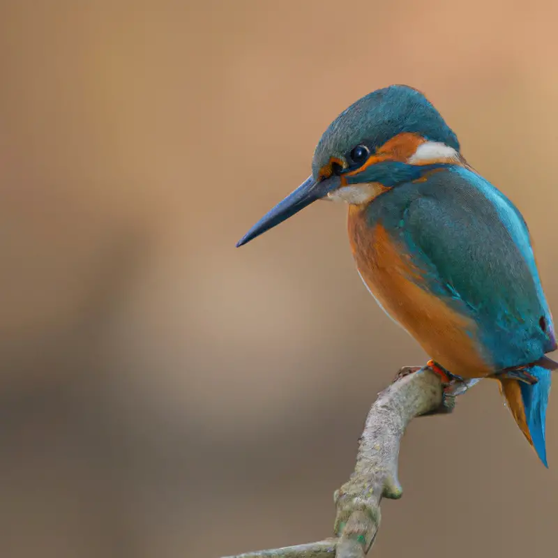 Eisvogel am Fluss