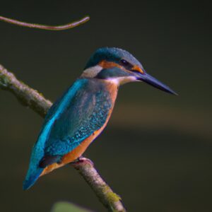 Eisvogel am Fluss.