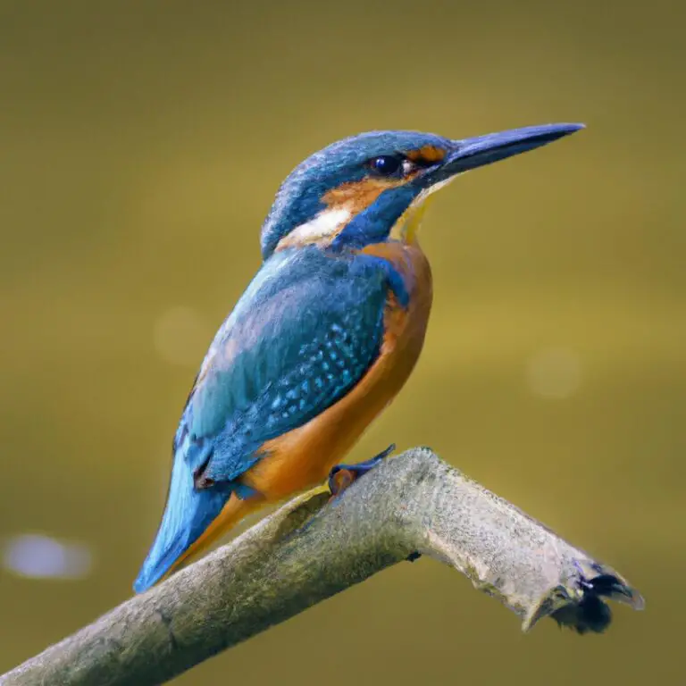 Eisvogel am Fluss.