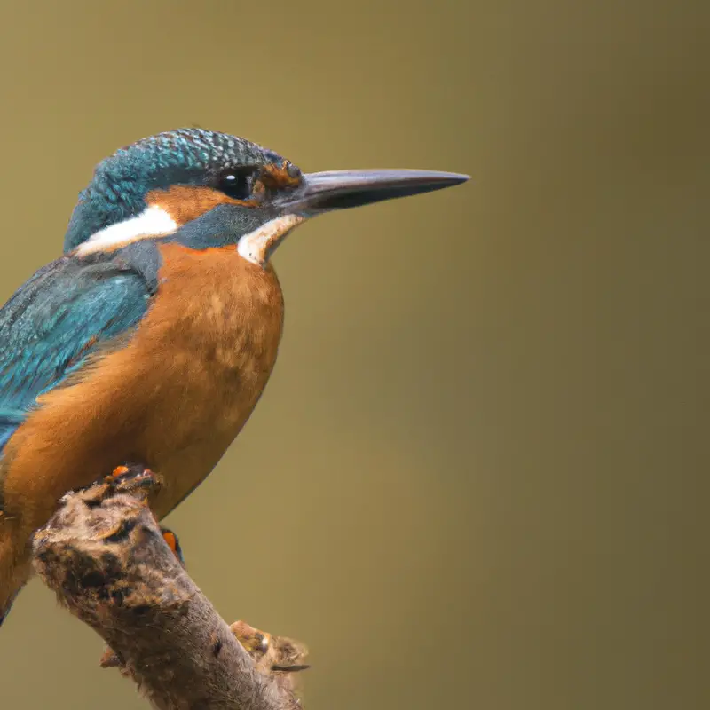 Eisvogel am Fluss