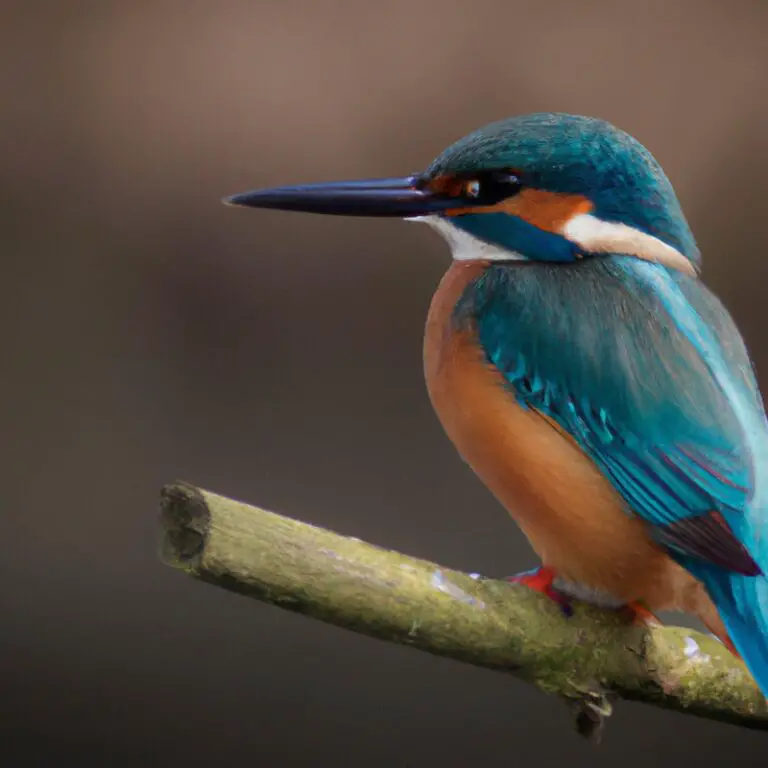 Eisvogel am Fluss.