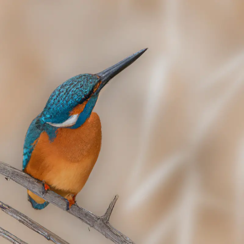 Eisvogel am Flussufer.