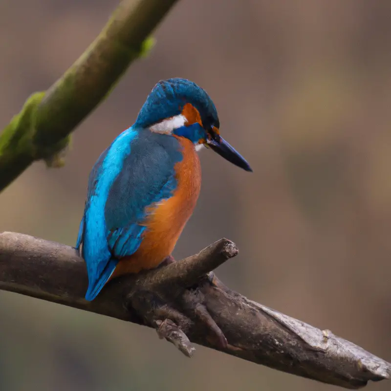 Eisvogel am Teich.